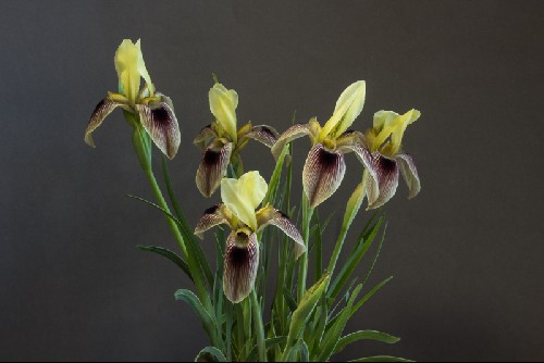 Iris afghanica